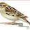 FatSparrow
