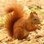 PinkSquirrel
