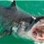 Shark_Boy8