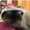 jobbacat50