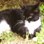 NotACat