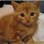 kit-cat2