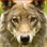 wolfcatwarrior