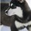HuskyLove