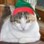 uniquekitty