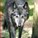 Sciwolf's avatar