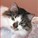 MissKittyD's avatar