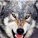 TrackWolf's avatar