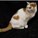 hunnysuckle's avatar