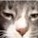 NinjaCat79's avatar