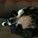 chocokittycat's avatar