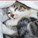 Tiger_luv1's avatar