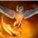 dauch's avatar