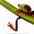 treefrog50's avatar