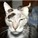 grey-ranger's avatar