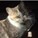Vibecat's avatar