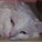 skiekitty's avatar