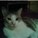 LadyOfRavens's avatar