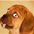 ople52's avatar