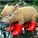 pocketpiglet's avatar