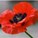 poppy_flower's avatar
