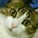 Rosangela_Lemos's avatar