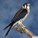 NatureFreak's avatar