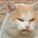 C_T's avatar