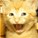 chrislynx's avatar
