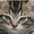 fredfredman's avatar