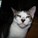 Symbacat's avatar