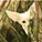 Marras's avatar