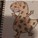 DinoCutYou's avatar