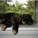 CountessKitteh's avatar