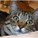 mastahofallkittehs's avatar