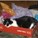 kittenclams's avatar