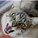 sushikittenx's avatar