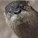 Corgiotter's avatar