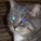 aaltje's avatar