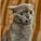 shadowfur's avatar
