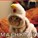 cheez_luver's avatar