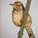 Birdonawire's avatar
