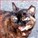 marzipanthecat's avatar