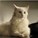nommer_cat's avatar