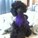 skellieandkyote's avatar