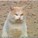 scotcat333's avatar