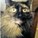 KnittinKitty's avatar