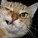 Supercat_2's avatar
