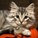 Crzy4cats's avatar