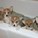 ohmyanimals's avatar